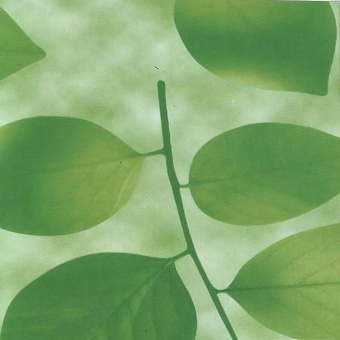 8273 Пленка самокл. 0,45*8м (листья на зел.фоне)