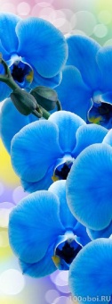 Орхидея синяя А1-088 (А1-007) 100*270